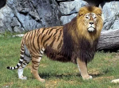 Крадущийся тигр, затаившийся лев… - Газета МИГ