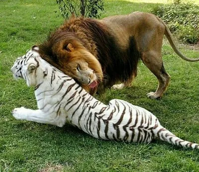 Лигр - помесь льва с тигрицей и …» — создано в Шедевруме