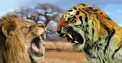 Что получится, если скрестить льва и тигра | Наука для народа | Дзен