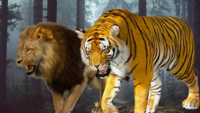 Тигр скрещенный со львом - картинки и фото koshka.top