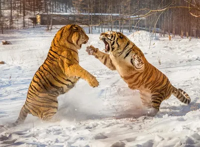 Фото тигра и льва фотографии
