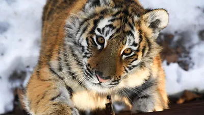 Амурский тигр в зоопарке Екатеринбурга, описание, где обитает