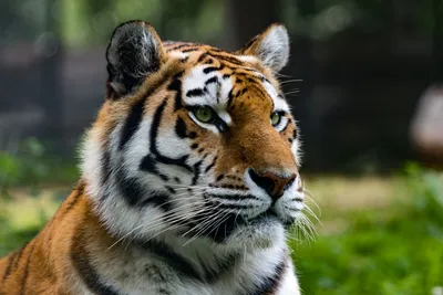 Эксперт рассказал, зачем тигры считают ворон - РИА Новости, 24.11.2023