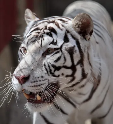 Находки с Дальнего Востока помогли раскрыть генетическую эволюцию древних  тигров