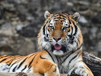 Сколько тигров обитает в Минском зоопарке? | Вопрос-ответ | АиФ Аргументы и  факты в Беларуси