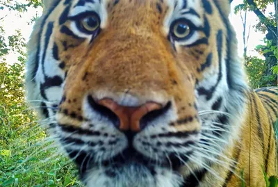В Минском зоопарке живут тигры с голубыми глазами. Выяснили, что это за  подвид и каков у него характер - Минск-новости