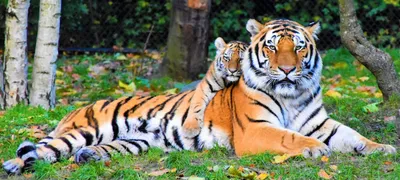 Тигр и тигрица (60 фото) | 虎
