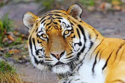 Фото тигра и тигрицы фотографии