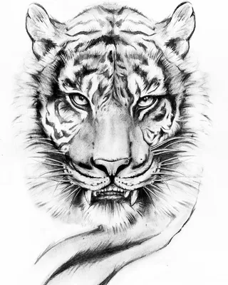 Фото тигра карандашом 