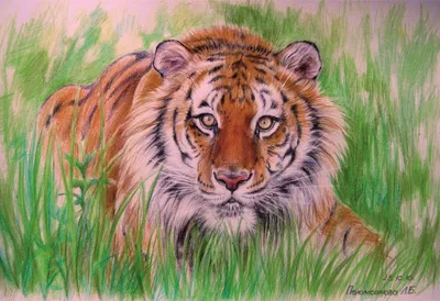 Рисую тигра. Скетч карандашом✨ | TikTok