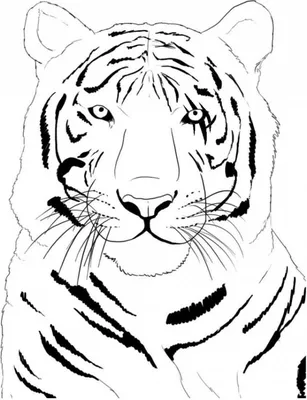 Рисунок тигренка карандашом - 50 фото
