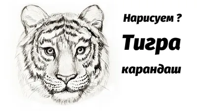 картинка тигра нарисовать фон, 5 картинки Фото и HD рисунок для бесплатной  загрузки | Pngtree