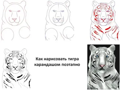 Рисунки тигра для срисовки (75 фото)