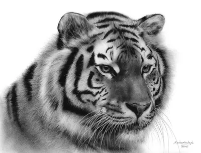 Тигр. Рисунок карандашом Стоковая иллюстрация ©VolodymyrBur #161151544