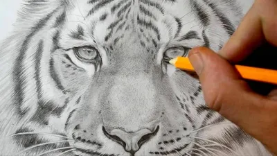 Как нарисовать тигра ✎ Тигр цветными карандашами на чёрной бумаге 👍  Таймлапс - YouTube