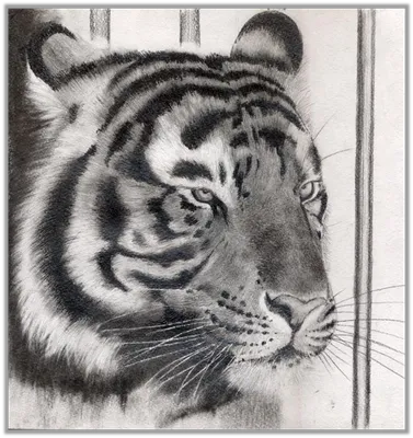 нарисовать тигра поэтапно легко карандашом акварелью шаг за шагом для детей  - Изостудия ВЕСЕЛЫЕ КАРАНДАШИ