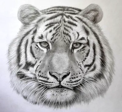 Как нарисовать Тигра поэтапно карандашом, красками и фломастерами | Тигр,  Рисовать, Арт-челлендж