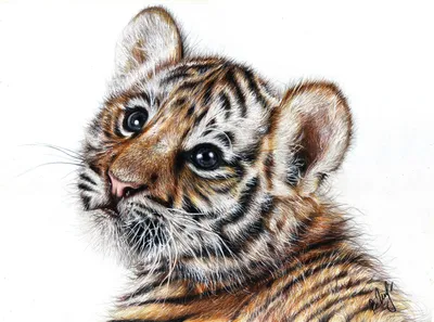 Раскраски мультяшная морда тигра (45 фото) » Картинки, раскраски и  трафареты для всех - Klev.CLUB