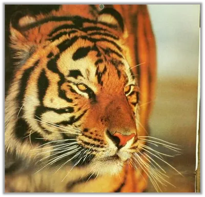 Амурский тигр как нарисовать - 22 фото