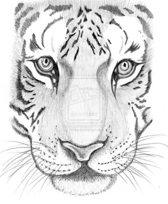 Как нарисовать белого тигра поэтапно 4 урока