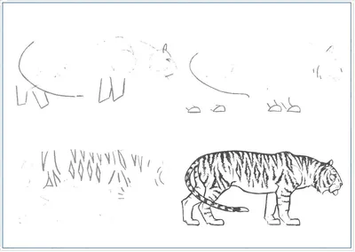 Рисунки тигра легкие - 48 фото