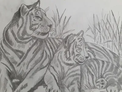 Как нарисовать тигра карандашом. Поэтапный туториал по рисованию - YouTube