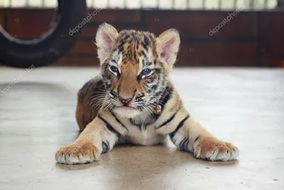 Фото тигра маленького 