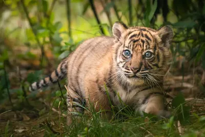 Маленький тигр | Пикабу