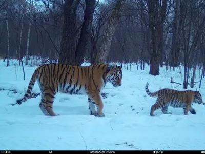 Маленький тигр под снегом» — создано в Шедевруме