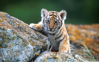 Маленький Тигр и Бабочка | Волшебный остров Фрези Грант | Дзен