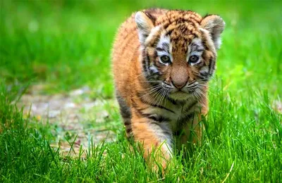 Тигр, плюшевые игрушки маленький размер милый реалистичный Тигр пушистые  мягкие животные белый тигр плюшевая игрушка реальная жизнь дикие животные  Детская игрушка подарок | AliExpress