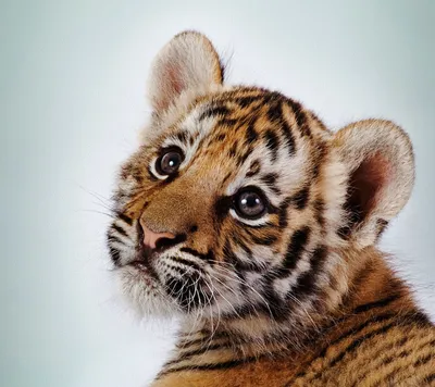 Маленький Тигр — стоковые фотографии и другие картинки Тигрёнок - Тигрёнок,  Природа, Тигр - iStock