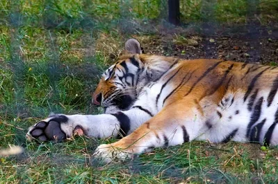 Маленький тигр в провинции чонбури парка тигра Стоковое Фото - изображение  насчитывающей мясоед, глаз: 201885112