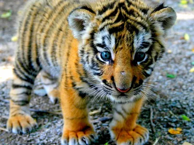 Мать голыми руками отбилась от тигра, который пытался утащить ее маленького  сына - ForumDaily