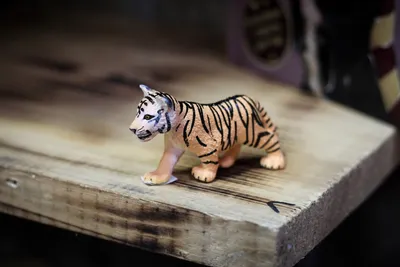 В Злинском зоопарке родились три малыша уссурийского тигра