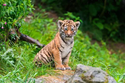 тигр, сибирский тигр мультфильм милашка, милый маленький тигр,  млекопитающее, ребенок png | PNGEgg