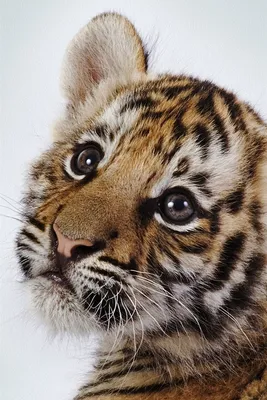 В Ташкентском зоопарке новый обитатель — белый тигрёнок – Новости  Узбекистана – Газета.uz