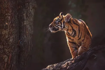 Маленький малыш тигра · бесплатная фотография от 78999437 - картинки на  Fonwall