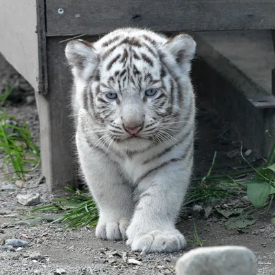 Тигр из крымского зоопарка откусил годовалому ребёнку палец – KazanFirst