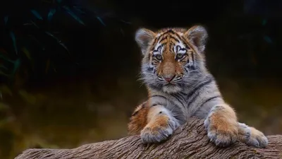 Самый маленький тигр порода - красивые фото