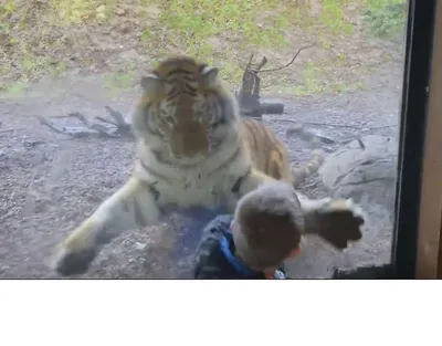 Мечта ребенка увидеть тигра исполнилась в зоопарке Лимпопо Нижнего  Новгорода 11 января 2022 года | Нижегородская правда
