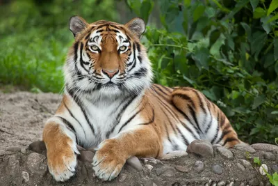 Фотографии тигра, естественно, Стоковое Фото - изображение насчитывающей  посмотрите, опасность: 212191090