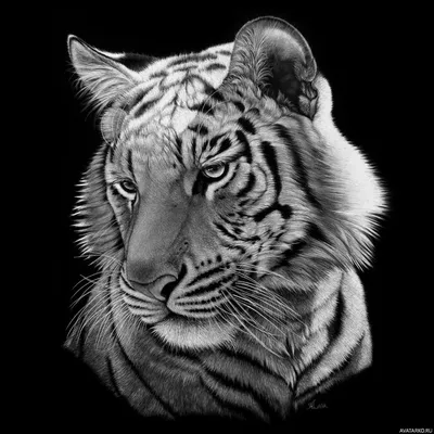 Два Тигра В Лесу — стоковые фотографии и другие картинки Тигр - Тигр, Два  животных, Голова животного - iStock