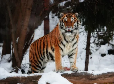 Тигрицы красивые на аватарку - картинки и фото koshka.top