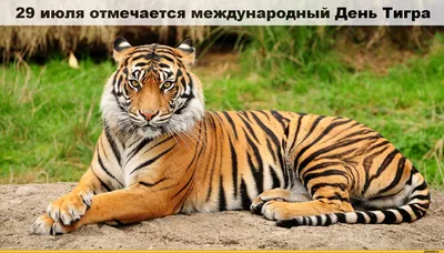 30 лучших фотографий тигров - Интересные фото