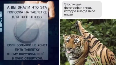 Обои тигр, животное, голова, хищник, большая кошка картинки на рабочий  стол, фото скачать бесплатно
