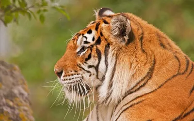 большой белый тигр сидит на земле, картинки белые тигры, животное, дикая  природа фон картинки и Фото для бесплатной загрузки