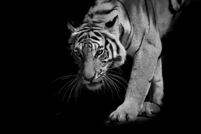 Картинки тигр Большие кошки 3D Графика морды Взгляд Животные