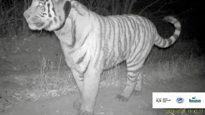 Красивые фотографии сибирского тигра в скачке. Тигр прыгает и готовит для  того, чтобы атаковать Стоковое Фото - изображение насчитывающей кот,  мясоед: 178426286