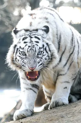 Изображение Тигр в ночи Кошки - Львы Тигры Леопарды Разное Черно-белые  Животные